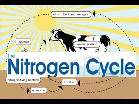 The Nitrogen Cycle Student Worksheet Answers as Well as Funny Nitrogen Cycle Steps Nitrogen Cycle Animation Video
