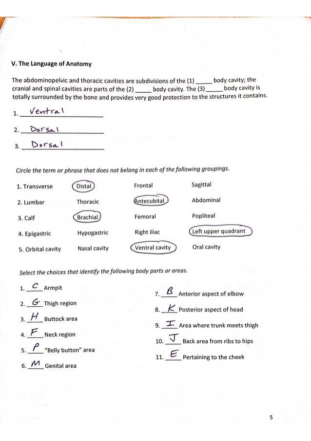 Tissue Worksheet Answers Along with Fein Anatomy and Physiology Chapter 2 Test Quizlet Galerie