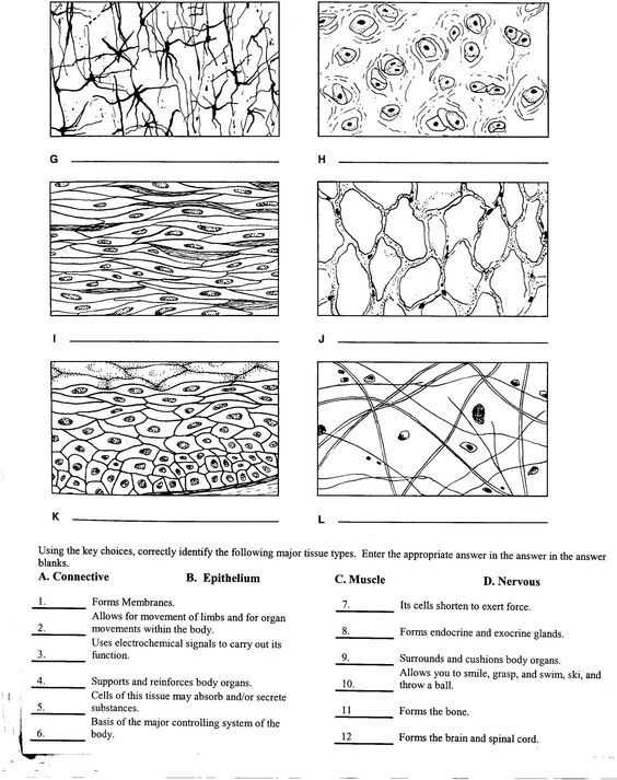 Tissue Worksheet Answers as Well as 186 Best A & P Images On Pinterest