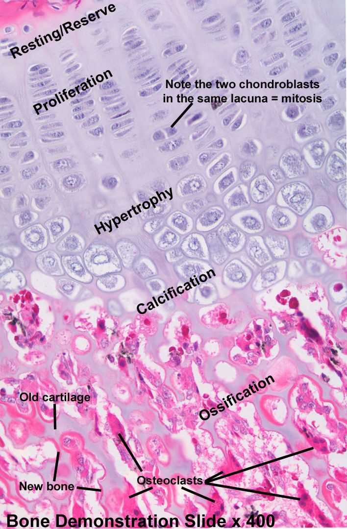 Tissue Worksheet Section A Intro to Histology Along with 63 Best Histology Muscle Images On Pinterest