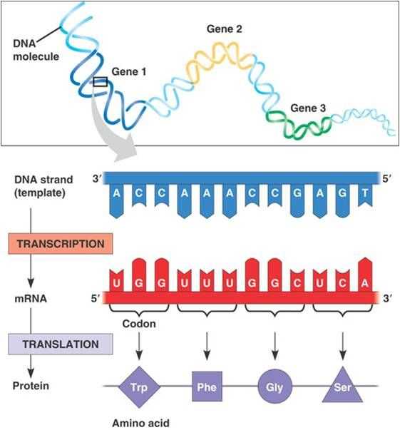 Transcription Translation Worksheet together with 39 Best Genetics Images On Pinterest