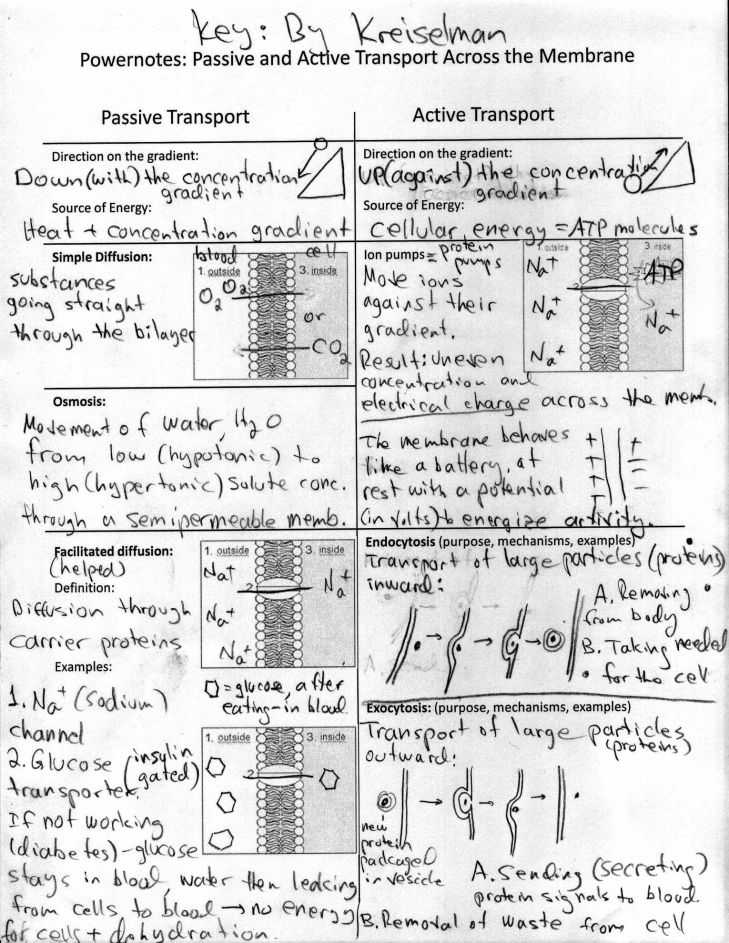Transport Across Membranes Worksheet Answers Along with Worksheets 41 Re Mendations Cell Membrane Coloring Worksheet Full