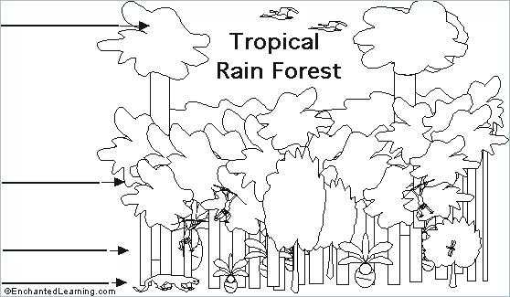 Tropical Rainforest Worksheet with Free Rainforest Worksheets for Kindergarten Animals Coloring Pages