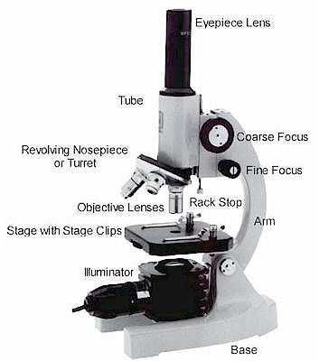 Using A Compound Light Microscope Worksheet and the Parts Of A Microscope Science Lapbooks Activities