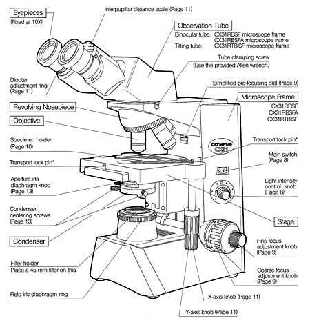 Using A Compound Light Microscope Worksheet as Well as the Microscope