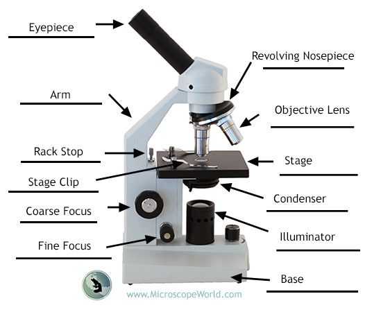 Using A Compound Light Microscope Worksheet or Labeling the Parts Of the Microscope Blank Diagram Available for