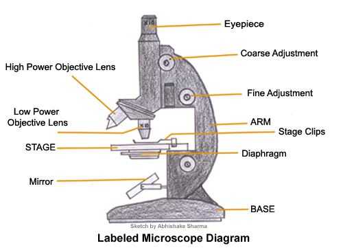 Using A Compound Light Microscope Worksheet with A Study Of the Microscope and Its Functions with A Labeled Diagram