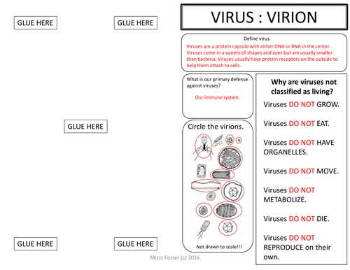 Virus and Bacteria Worksheet Key together with Virus Graphic organizer Foldable by Mizzzfoster Teaching Resources