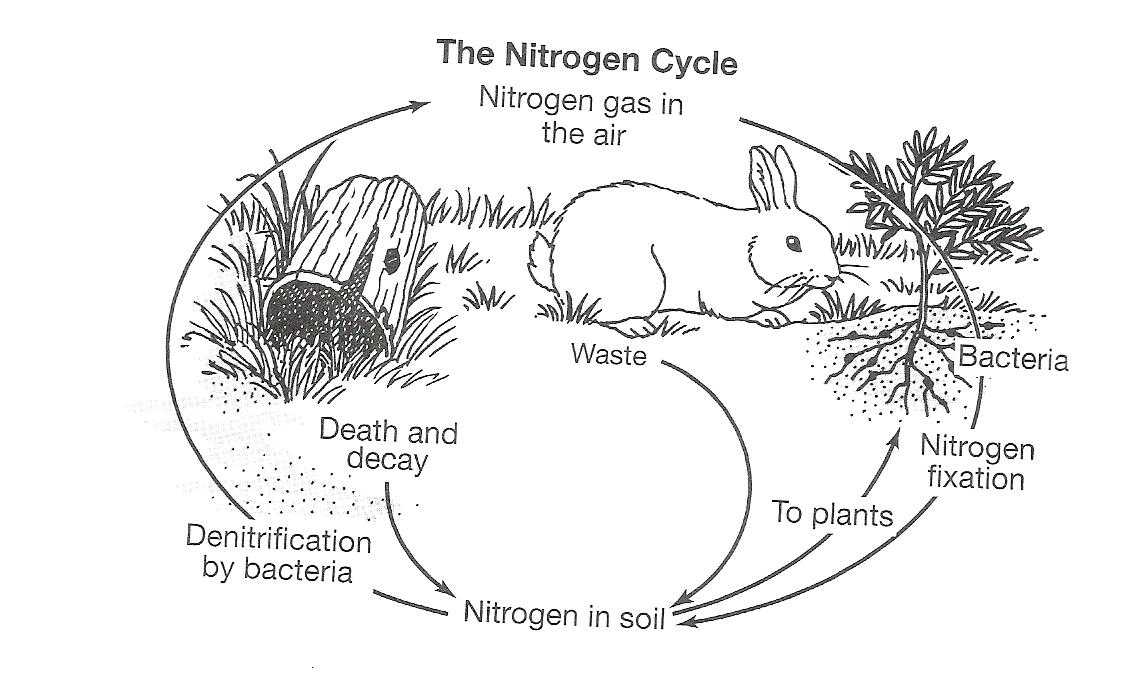Water Carbon and Nitrogen Cycle Worksheet Answers Along with Carbon Cycle Coloring Worksheet Image Collections Worksheet Math