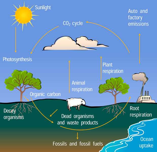 Water Carbon and Nitrogen Cycle Worksheet Answers Also the Carbon Cycle