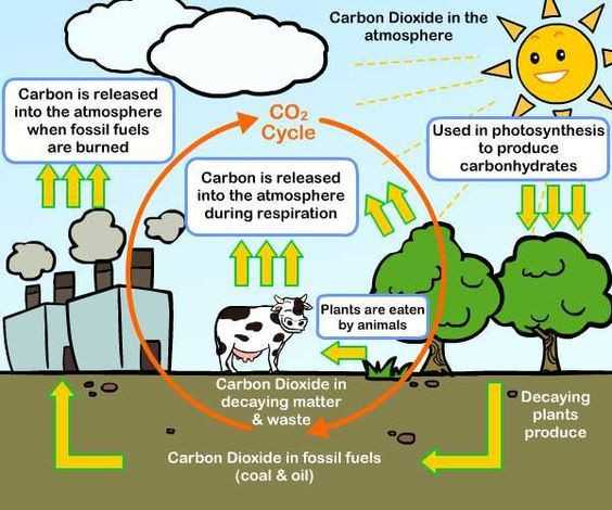 Water Carbon and Nitrogen Cycle Worksheet Answers together with Water Carbon and Nitrogen Cycle Worksheet Answers Fresh Gas