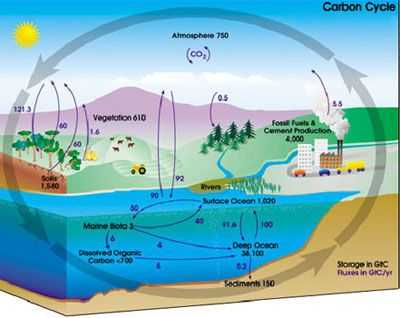 Water Carbon and Nitrogen Cycle Worksheet Answers with 30 Best the Carbon Cycle Images On Pinterest