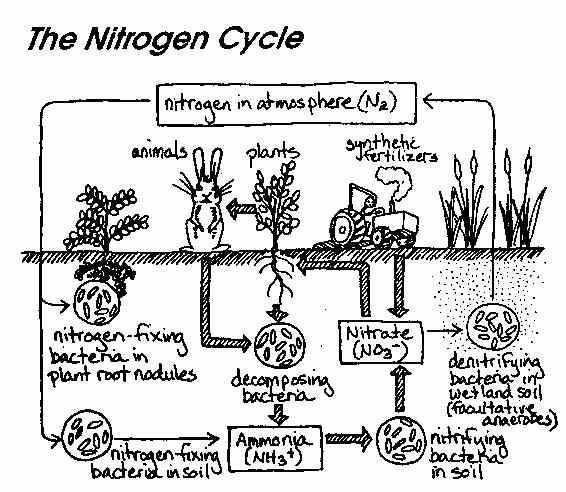 Water Carbon and Nitrogen Cycle Worksheet Answers with Water Carbon and Nitrogen Cycle Worksheet Answers Fresh Gas