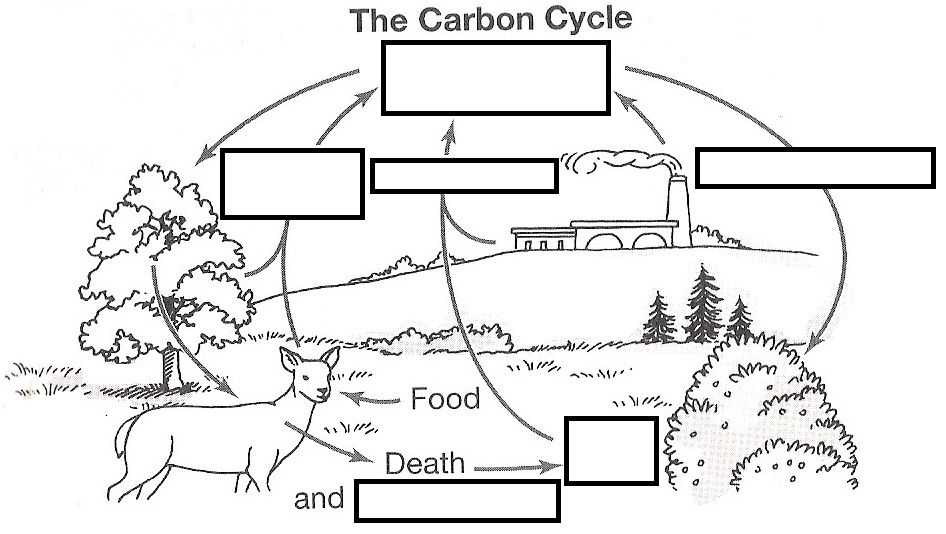 Water Carbon and Nitrogen Cycle Worksheet Color Sheet or Wizer Free Interactive Carbon Cycle Biology Cycles Blended
