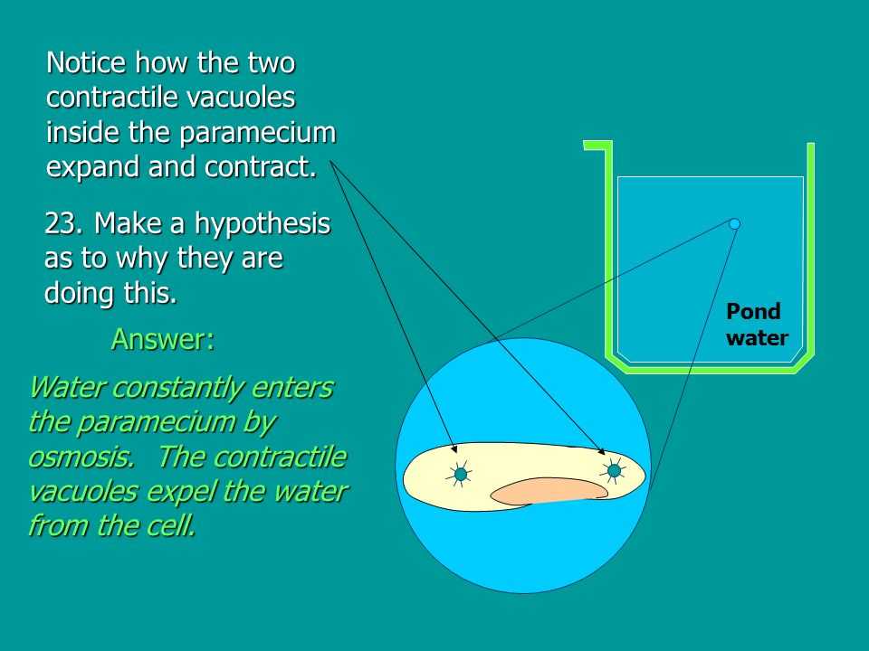 Water Potential and Osmosis Worksheet Answers Also Osmosis Ppt Video Online