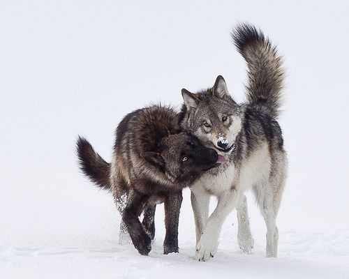 Wolves In Yellowstone Worksheet Along with 10 Best Wolf Images On Pinterest