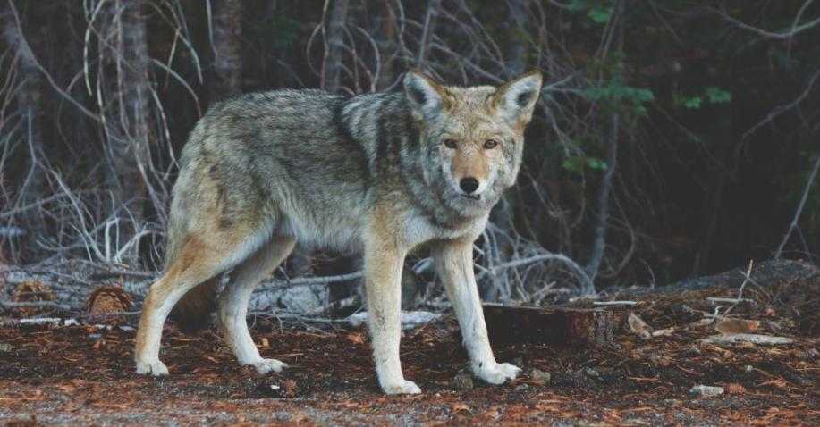 Wolves In Yellowstone Worksheet Along with Die Freilassung Von 14 Wölfen Im Yellowstone Nationalpark Löste