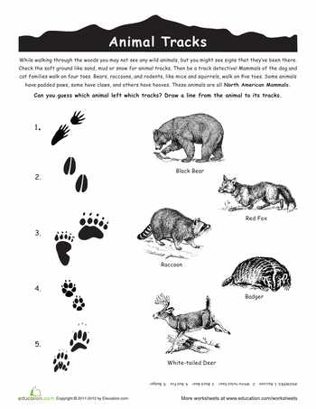 Wolves In Yellowstone Worksheet together with Animal Tracks