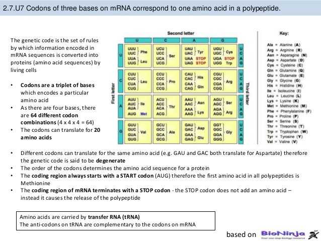 Worksheet On Dna Rna and Protein Synthesis Answer Key Quizlet and 18 New Pics Protein Synthesis and Amino Acid Worksheet