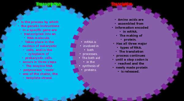 Worksheet On Dna Rna and Protein Synthesis Answer Key Quizlet or What are the Major Differences Between Transcription and Translation