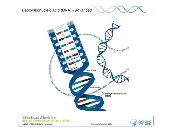 Worksheet On Dna Rna and Protein Synthesis Answer Key Quizlet with 18 New Pics Protein Synthesis and Amino Acid Worksheet