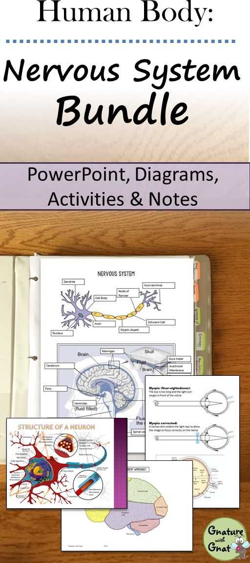 Worksheets Don T Grow Dendrites Powerpoint as Well as 108 Best Biology Human Body Images On Pinterest