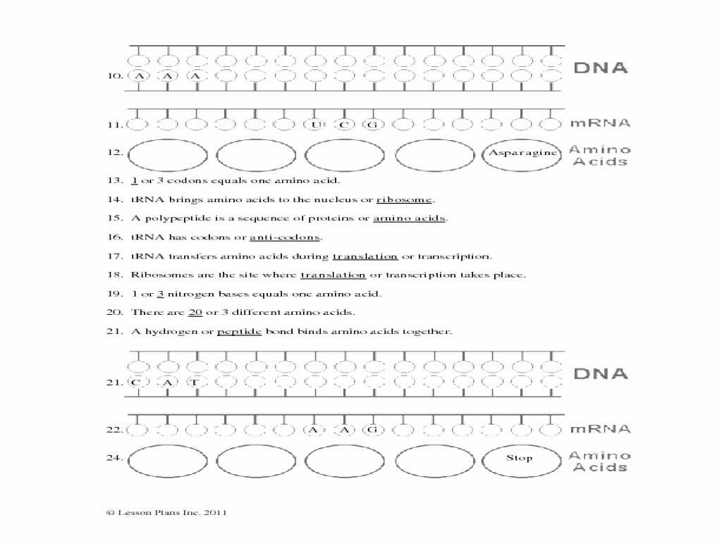 13.1 Rna Worksheet Answers or Chapter 13 Rna and Protein Synthesis Worksheet Choice Image
