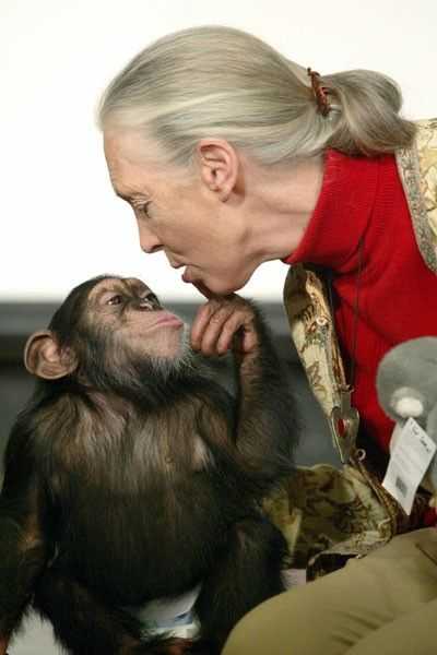Among the Wild Chimpanzees Worksheet Answers Along with 87 Best Jane Goodall I Admire Her Images On Pinterest