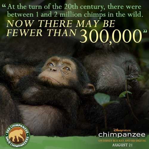 Among the Wild Chimpanzees Worksheet Answers Also 74 Best Disneynature Images On Pinterest