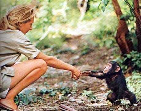 Among the Wild Chimpanzees Worksheet Answers and 32 Best Jane Goodall Images On Pinterest