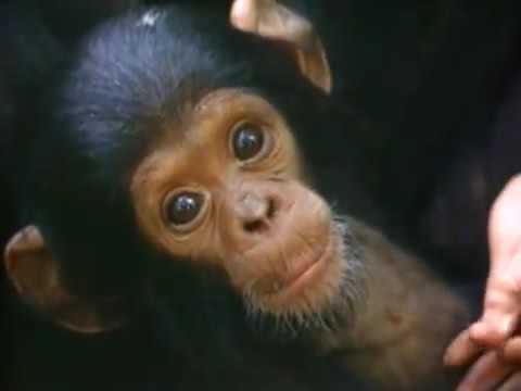 Among the Wild Chimpanzees Worksheet Answers or Among the Wild Chimpanzees Full National Geographic Documentary