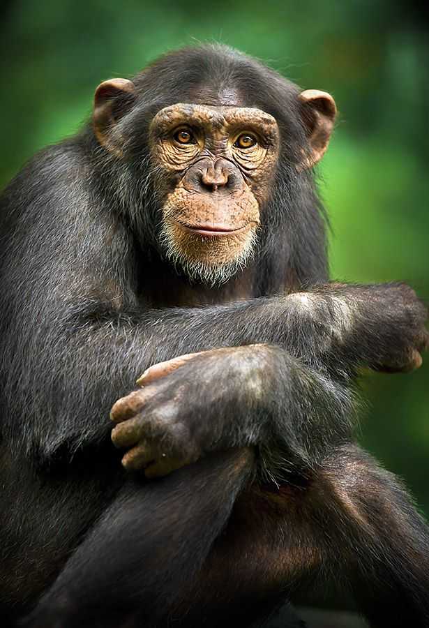 Among the Wild Chimpanzees Worksheet Answers together with 398 Best Montessori Science Teaching Images On Pinterest