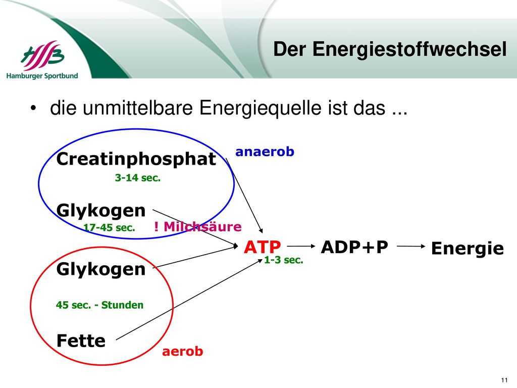 Anaerobic Pathways for atp Production Worksheet Along with Muskelarten Willkrliche Muskulatur Unwillkrliche Muskulatu