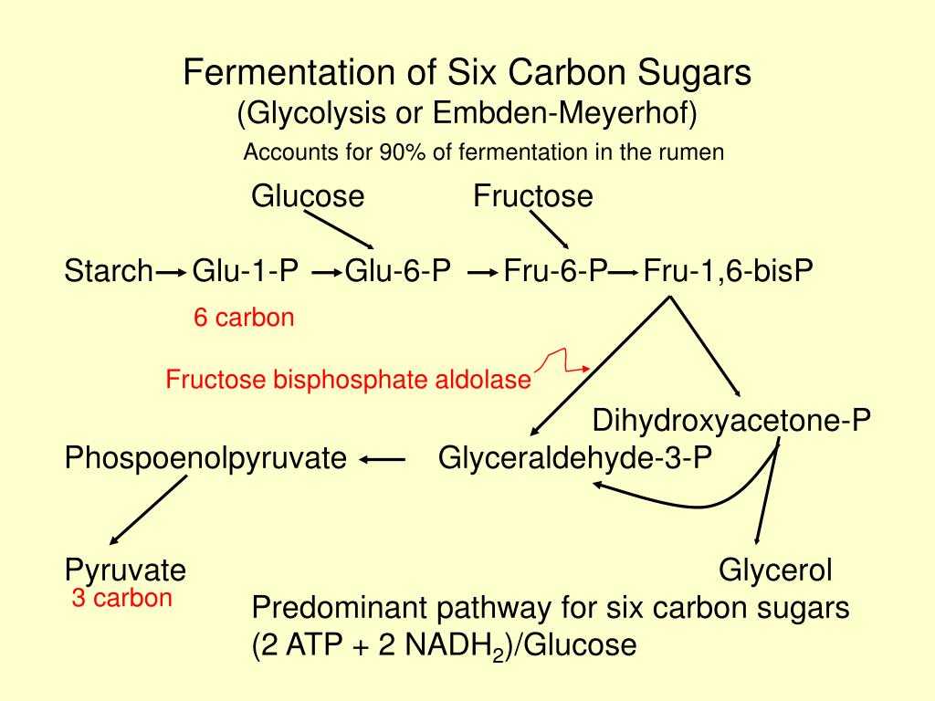 Anaerobic Pathways for atp Production Worksheet with Carbon Sugar Bing Images
