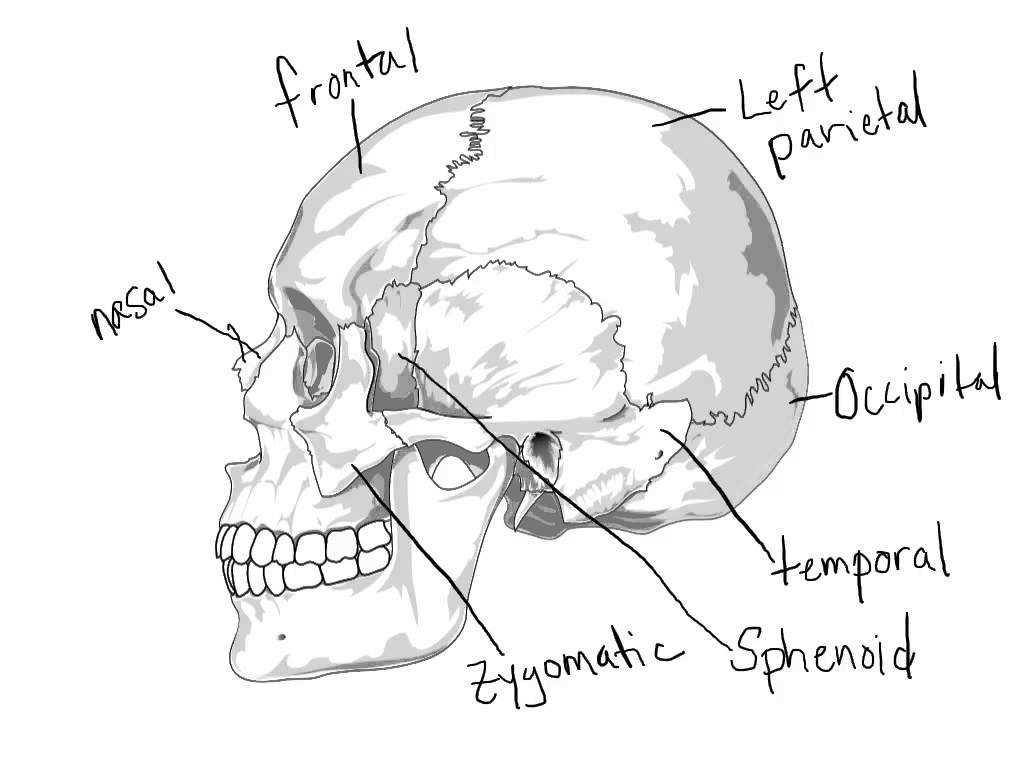 Anatomy and Physiology Worksheets Along with Anatomy Skull In Skeletal System Skeletal System Skull 1
