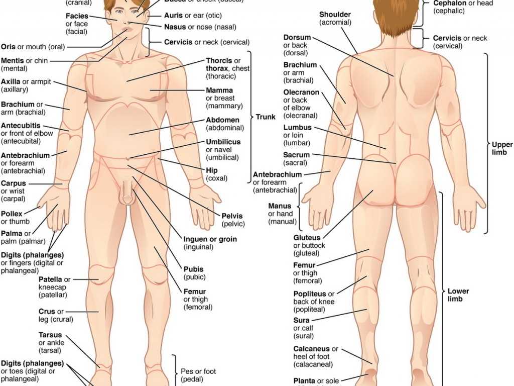 Anatomy and Physiology Worksheets Also Major organ Locations Major organs Body Fosfe Anatomy C