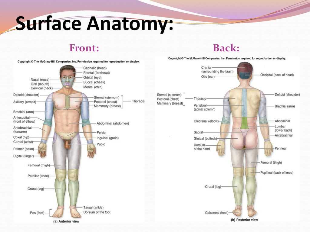 Anatomy and Physiology Worksheets with Basic Medical Terminology 1 Ppt