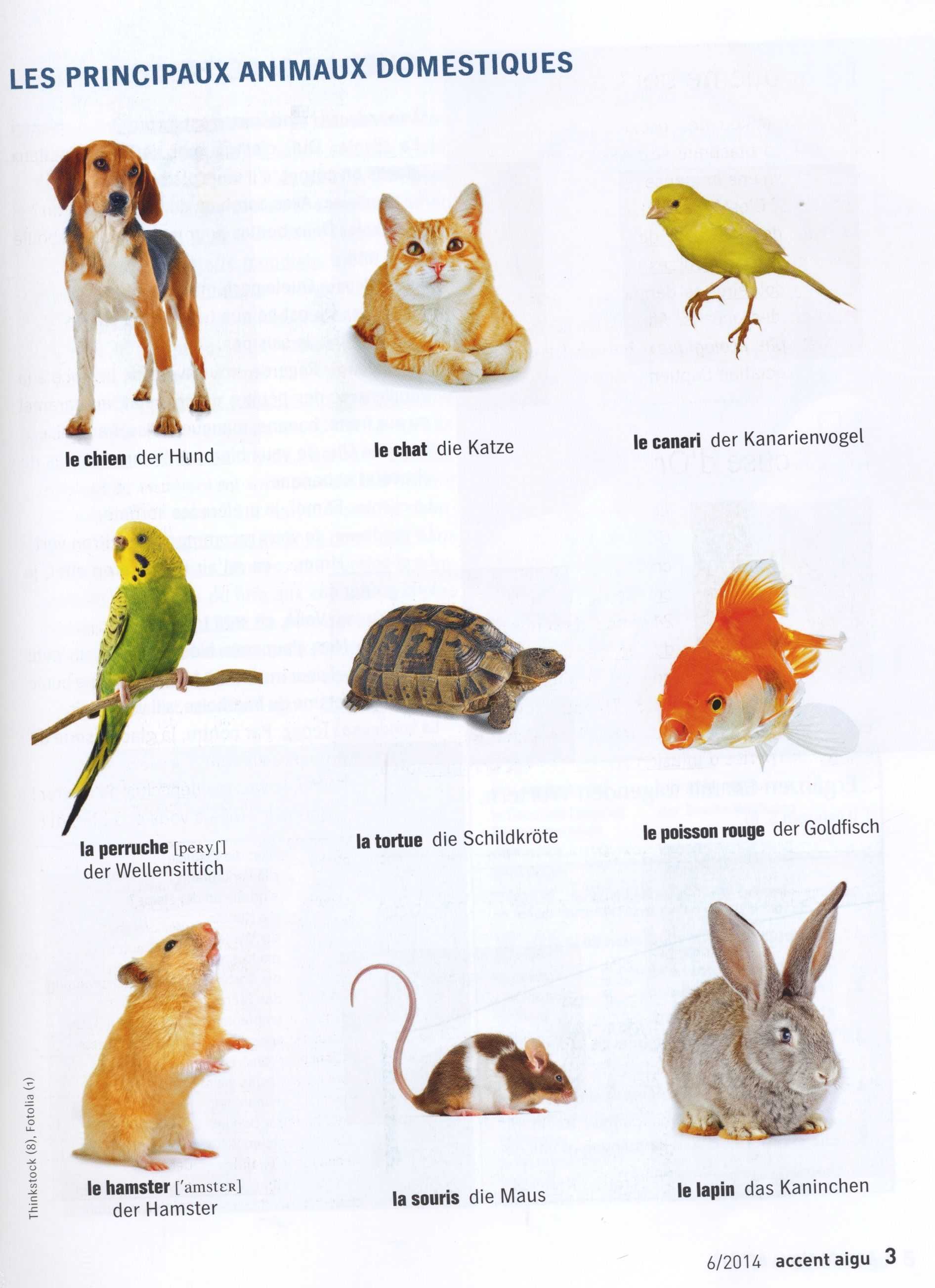 Animal Adaptations Worksheets Along with Les Principaux Animaux Domestiques