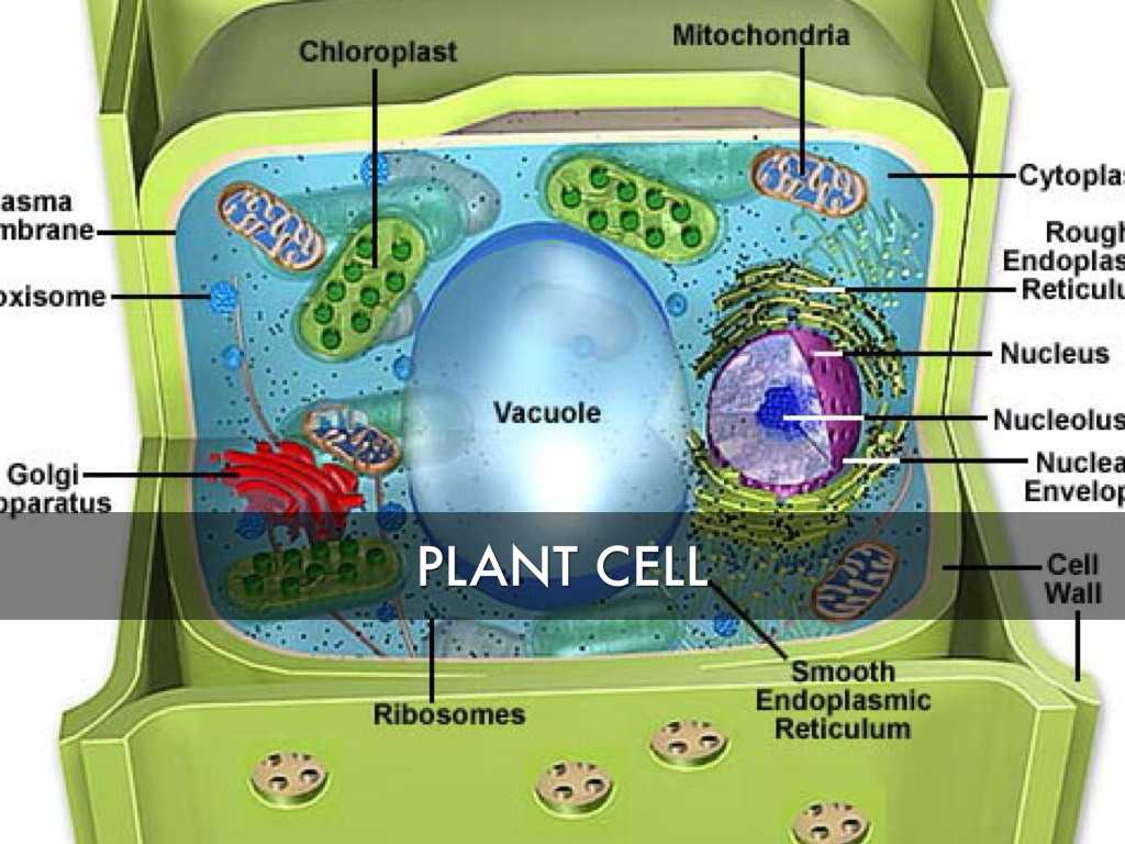 Animal and Plant Cell Labeling Worksheet Along with Cell Biology by Kayla Gibson