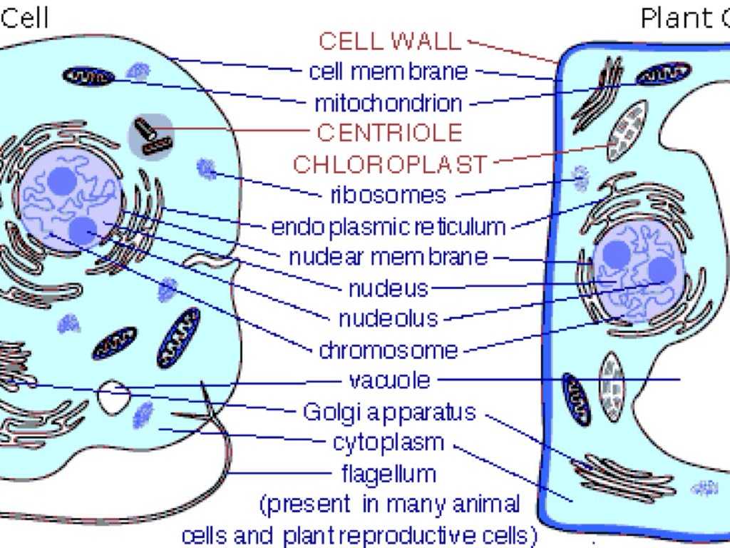 Animal and Plant Cell Labeling Worksheet and Centrioles and Microtubules by Angel Lopez