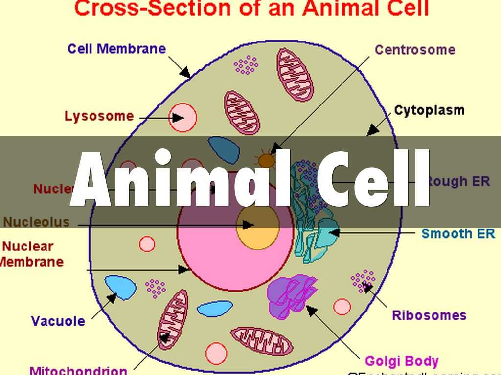 Animal and Plant Cell Labeling Worksheet or Animal Cell by Christian Mahoney