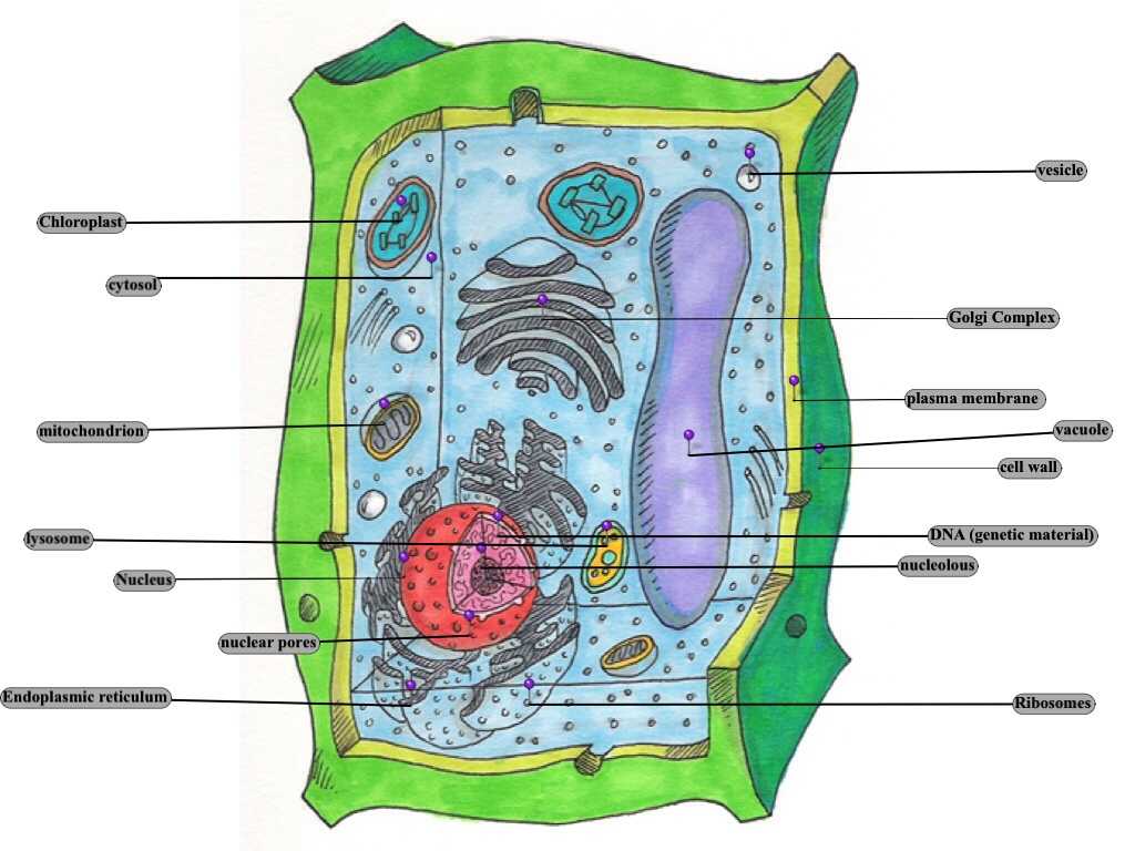 Animal and Plant Cell Labeling Worksheet or February 2014 asc Biology Blog