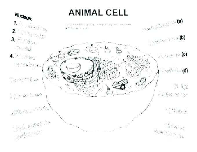 Animal Cell Coloring Worksheet Along with Animal Cell Coloring Worksheet Cell Labeled Cell Parts Coloring