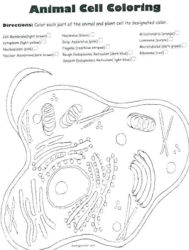Animal Cell Coloring Worksheet Also 15 Inspirational Animal Cell Coloring Page Image