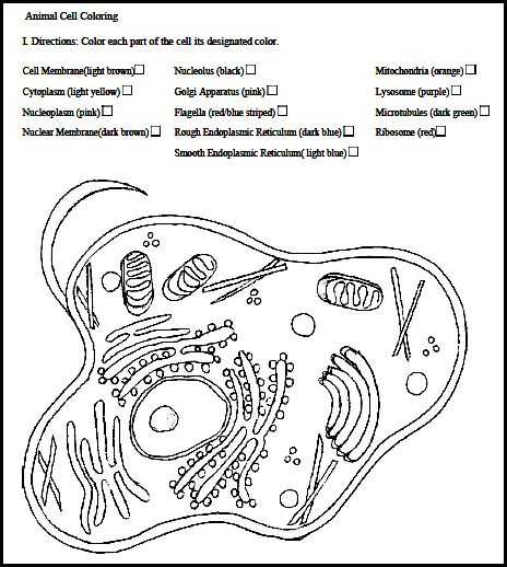 Animal Cell Coloring Worksheet and Animal Color Pages Funny Coloring