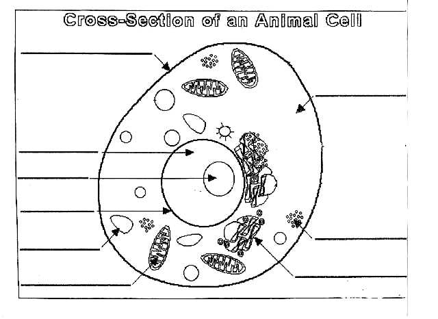 Animal Cell Coloring Worksheet as Well as Animal Color Pages Funny Coloring