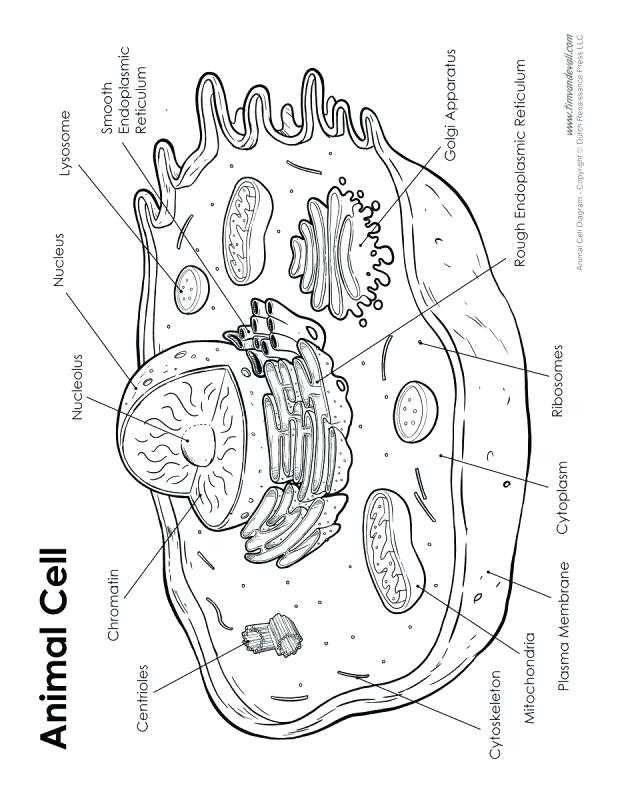 Animal Cell Coloring Worksheet as Well as Plant Cell Drawing at Getdrawings