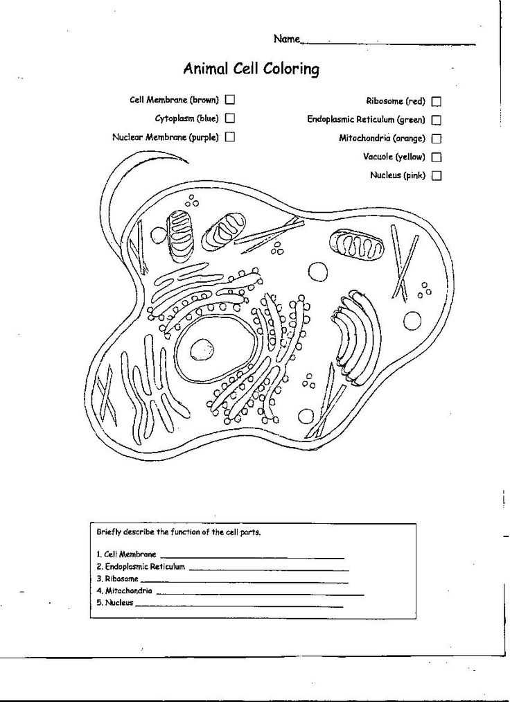 Animal Cell Coloring Worksheet together with Affordable Essay Writing Pare and Contrast Literature Essay
