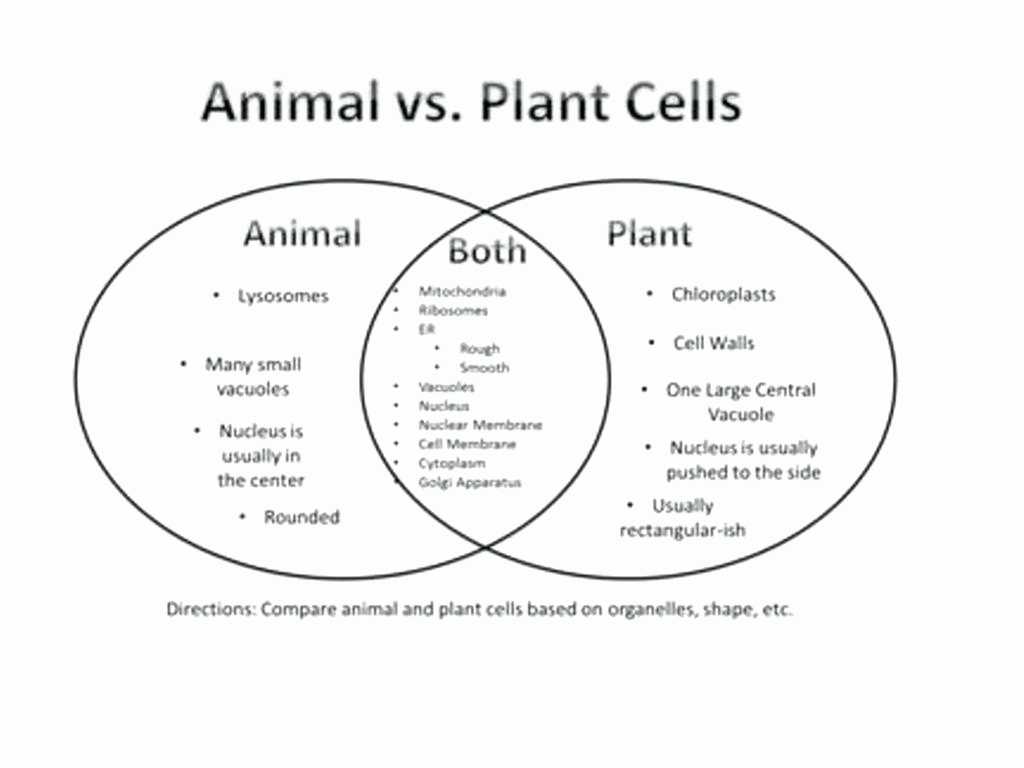 Animal Cell Worksheet Answer Key or Plant Cell Vs Animal Cell Venn Diagram Awesome Plant to Anim