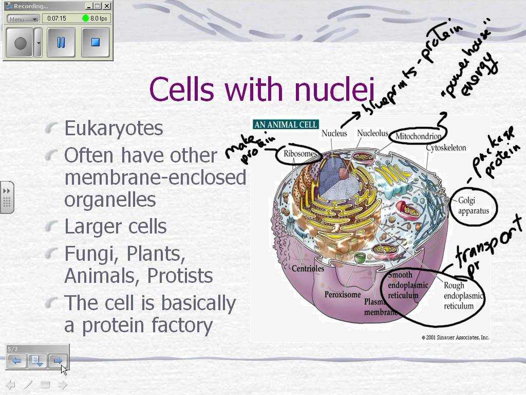 Animal Cell Worksheet Labeling Along with Cell theory and Cell Parts Video Noteswmv